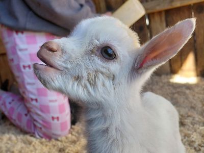 Nigerian Dwarf Bottle Does