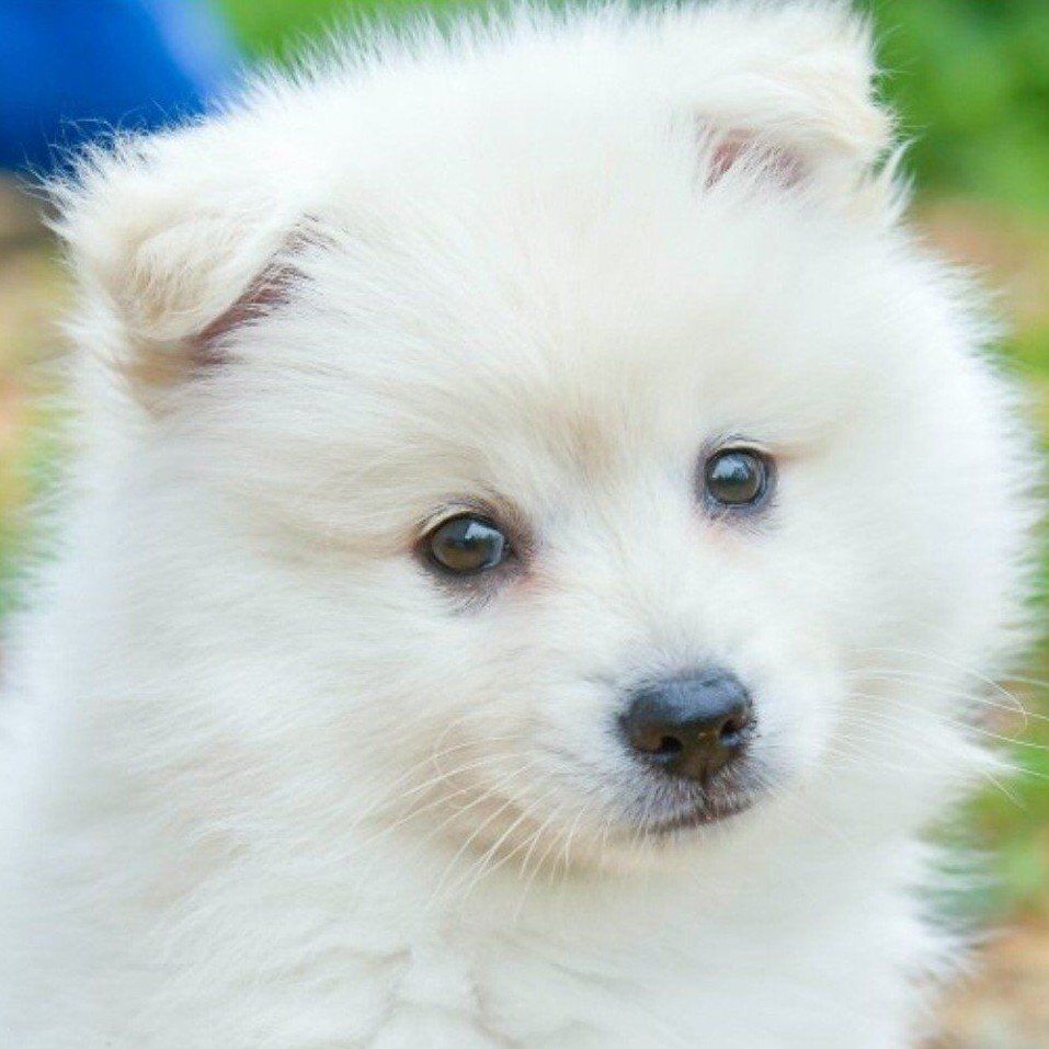 Samoyed Puppies, Champion bloodlines, Akc, dog pup