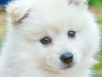 Samoyed Puppies, Champion bloodlines, Akc, dog pup