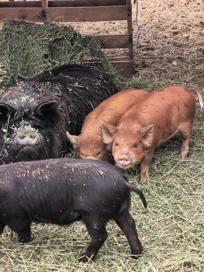 8 week old kune kune Piglets for Sale - 1 girl left and 2 boys