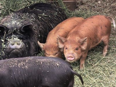12 week old kune kune Piglets for Sale - 1 girl left and 2 boys