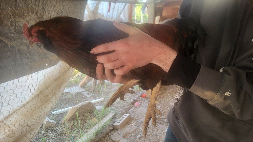 our rooster waffles