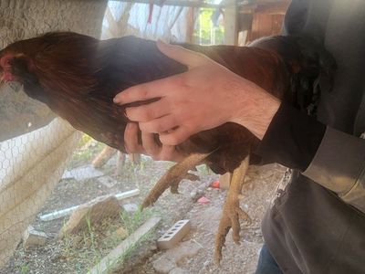 our rooster waffles