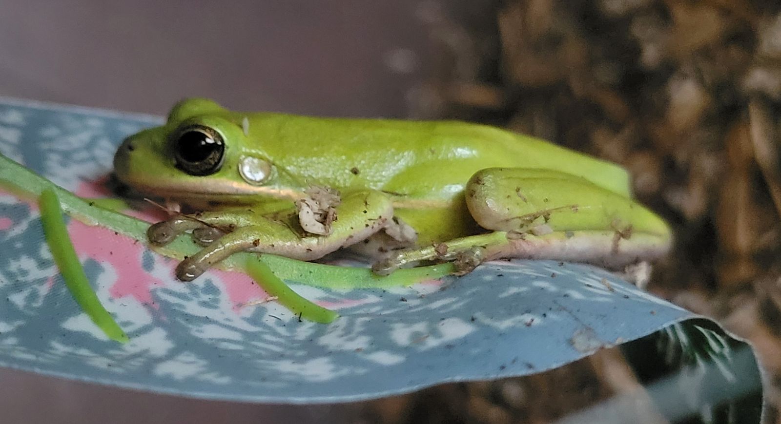 Adorable Green Tree Frog