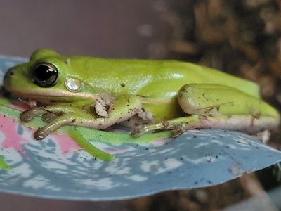 Adorable Green Tree Frog