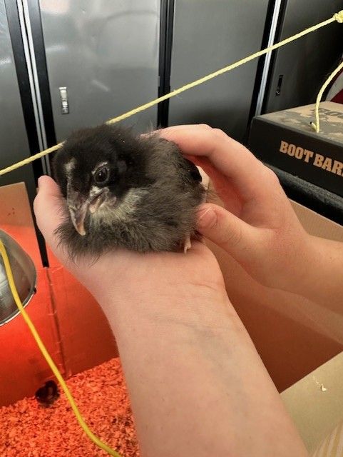 Black Copper Maran Chick