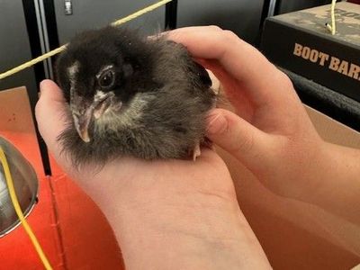 Black Copper Maran Chick