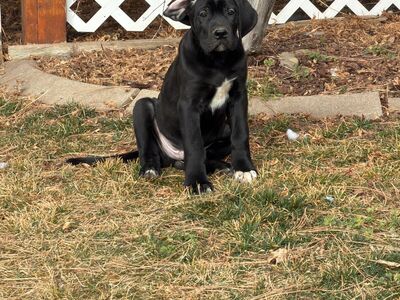 Dewfies Ready 1 Left (newfoundland X Great Dane)