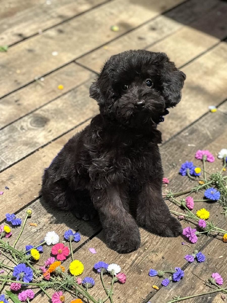 Tiny Multi Generation Cavapoo puppy 5 1/2-6 lb as adult (Cavalier Poodle)