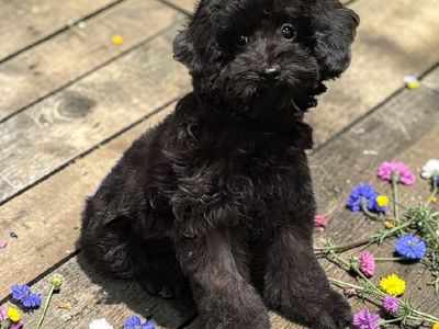 Tiny Multi Generation Cavapoo puppy 5 1/2-6 lb as adult (Cavalier Poodle)