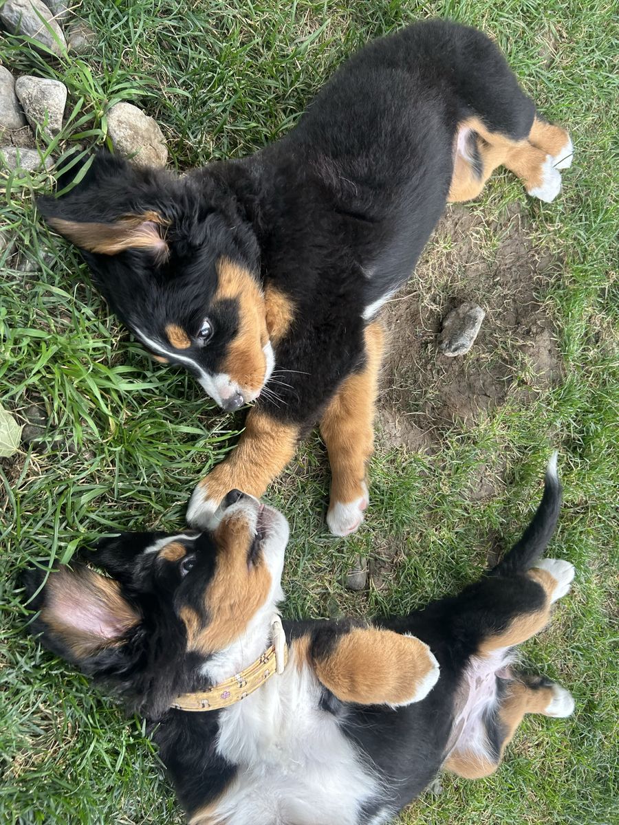 AKC Bernese Mountain Dog Puppies