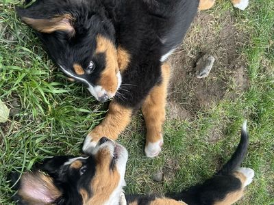 AKC Bernese Mountain Dog Puppies