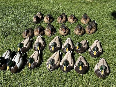 Duck Decoys 3 dozen rigged and ready