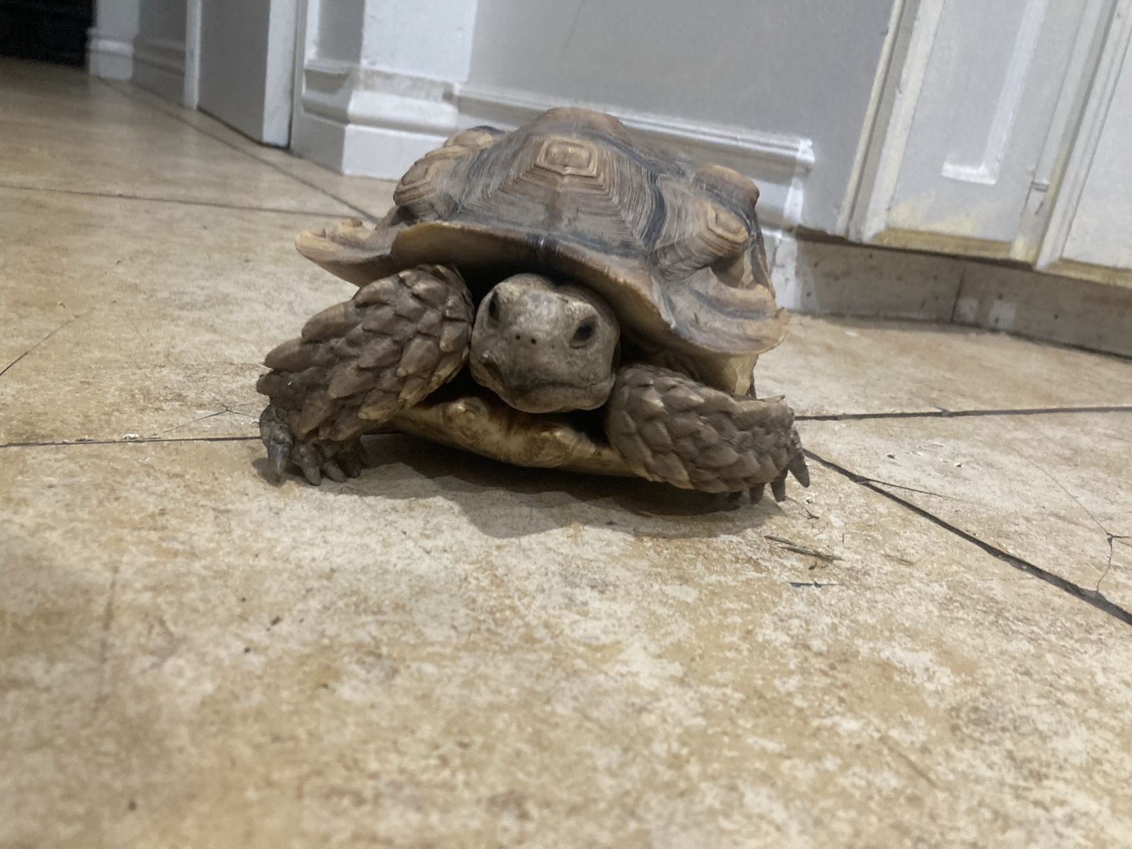 Sulcata Tortoise, 10 years old