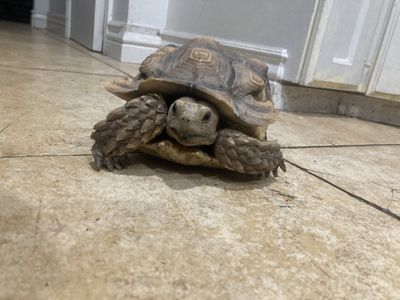 Sulcata Tortoise, 10 years old