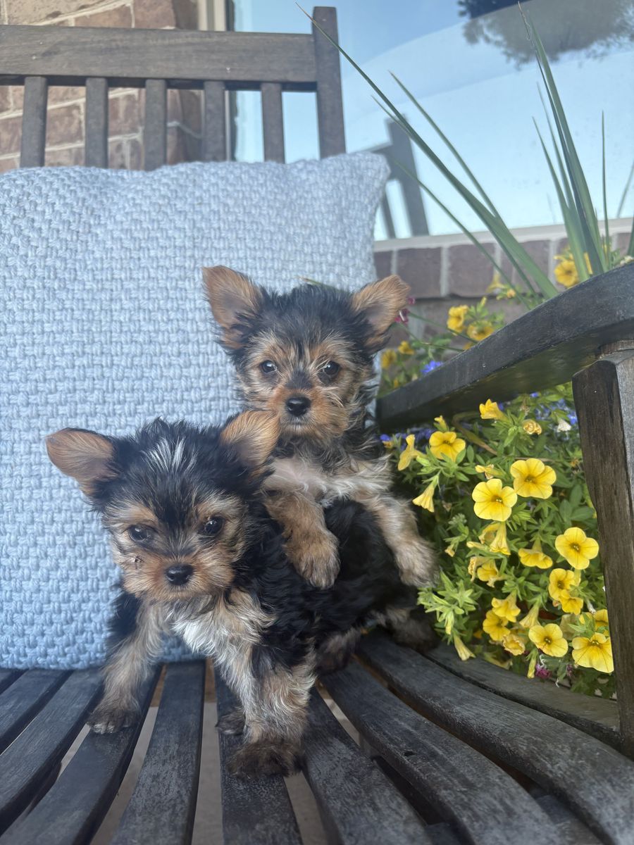Adorable Yorkshire terrier puppies- Ready to go home!!!