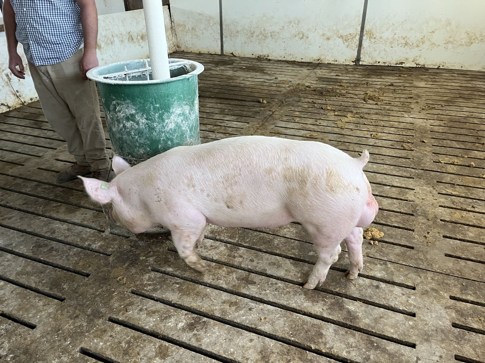 Duroc/yorkshire boars