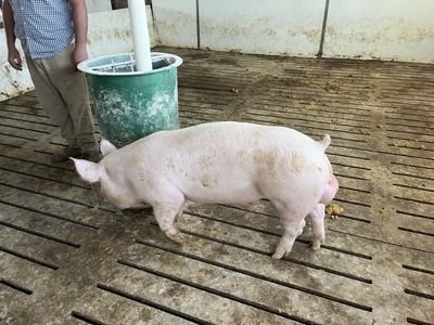Duroc/yorkshire boars