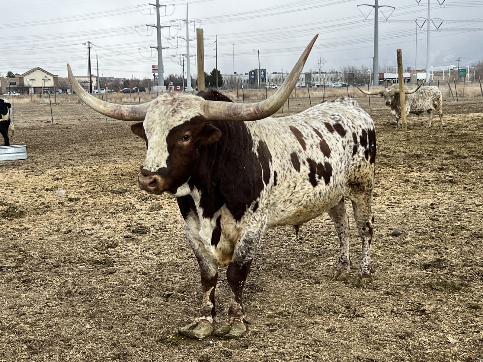 Longhorn cattle