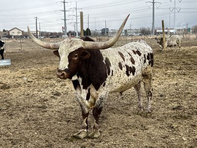 Longhorn cattle