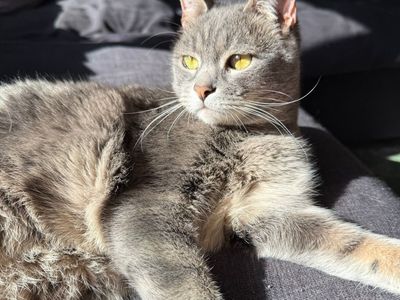 Stevie: playful lover boy