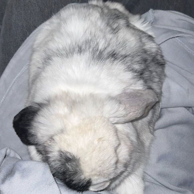 Pretty Magpie Harlequin Holland Lop Doe