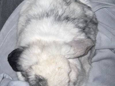 Pretty Magpie Harlequin Holland Lop Doe