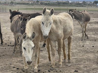 Donkeys