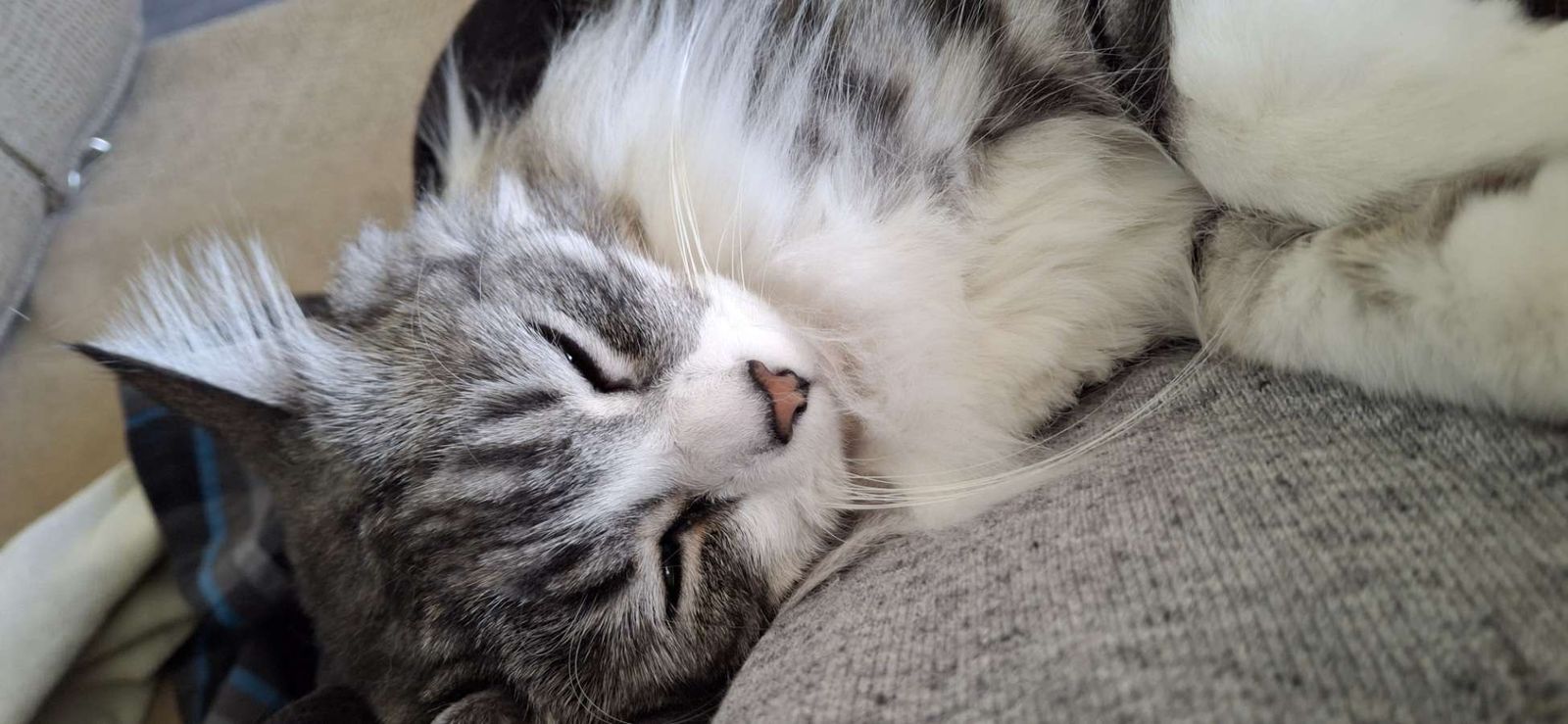 Cute Kitty Needs A Home