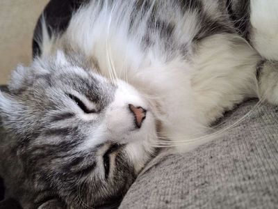 Cute Kitty Needs A Home