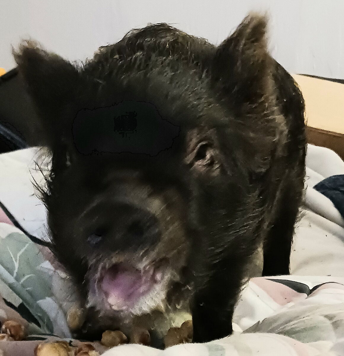 Unusual Minnature Kune~Kune' pot belly