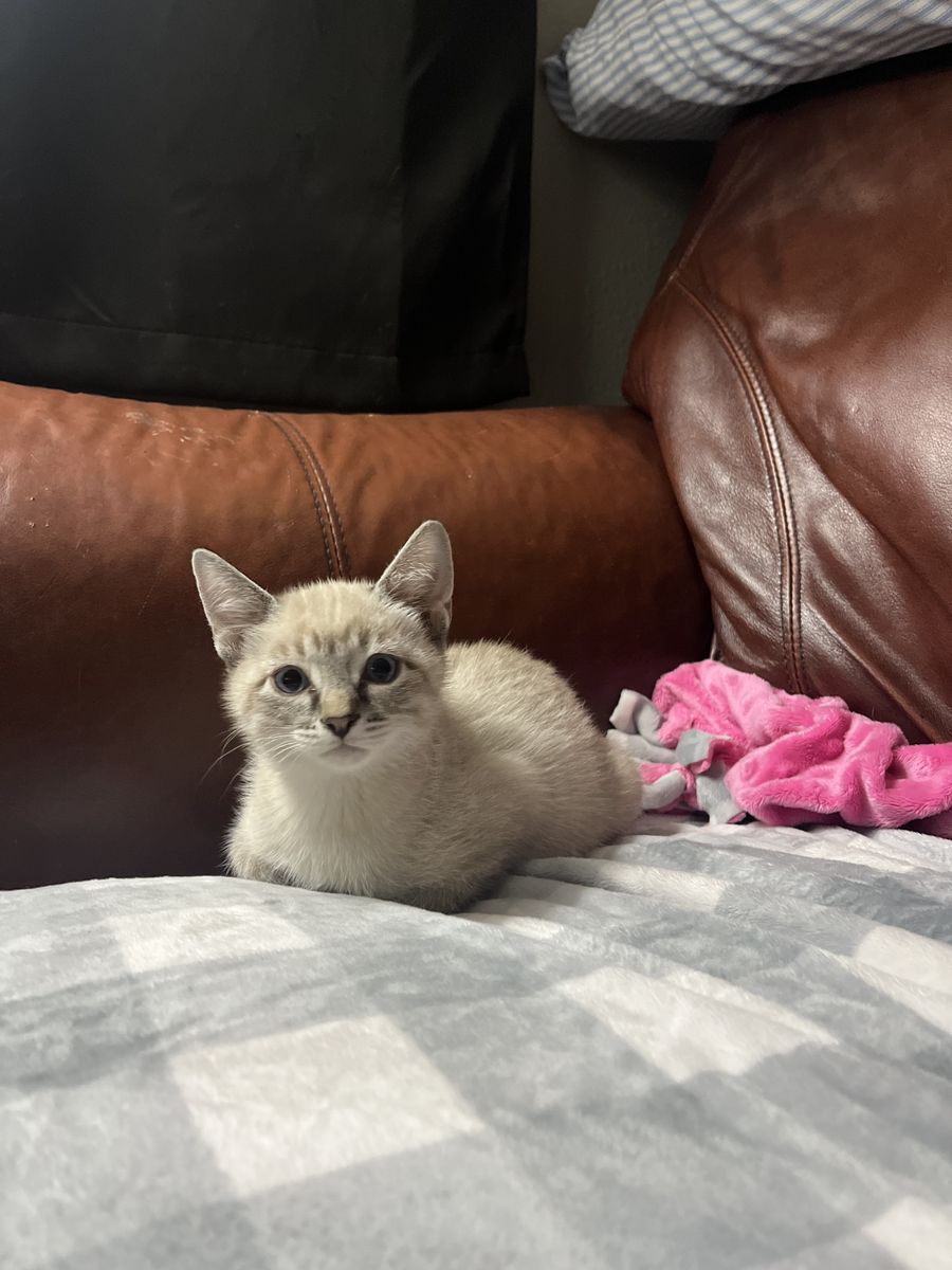 Allergy friendly white silver/lynx Bengal mixes!!!
