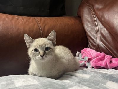 Allergy friendly white silver/lynx Bengal mixes!!!