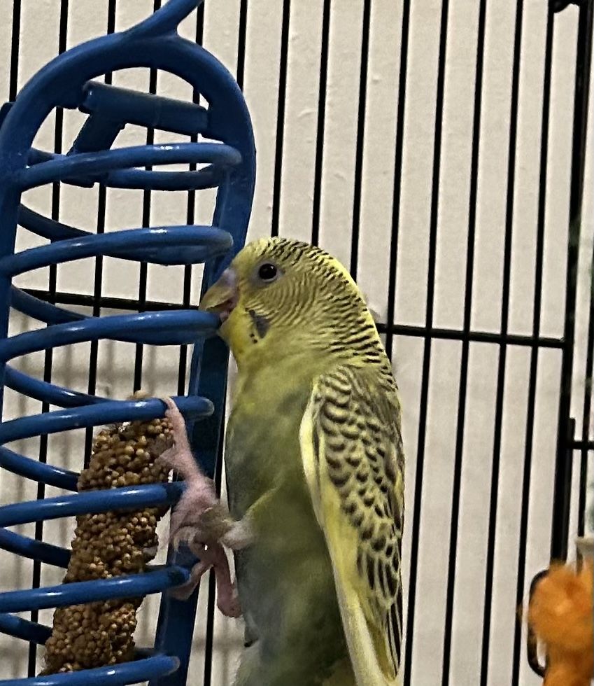 Yellow and Green Parakeet / Budgie