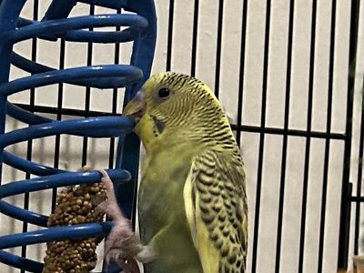 Yellow and Green Parakeet / Budgie
