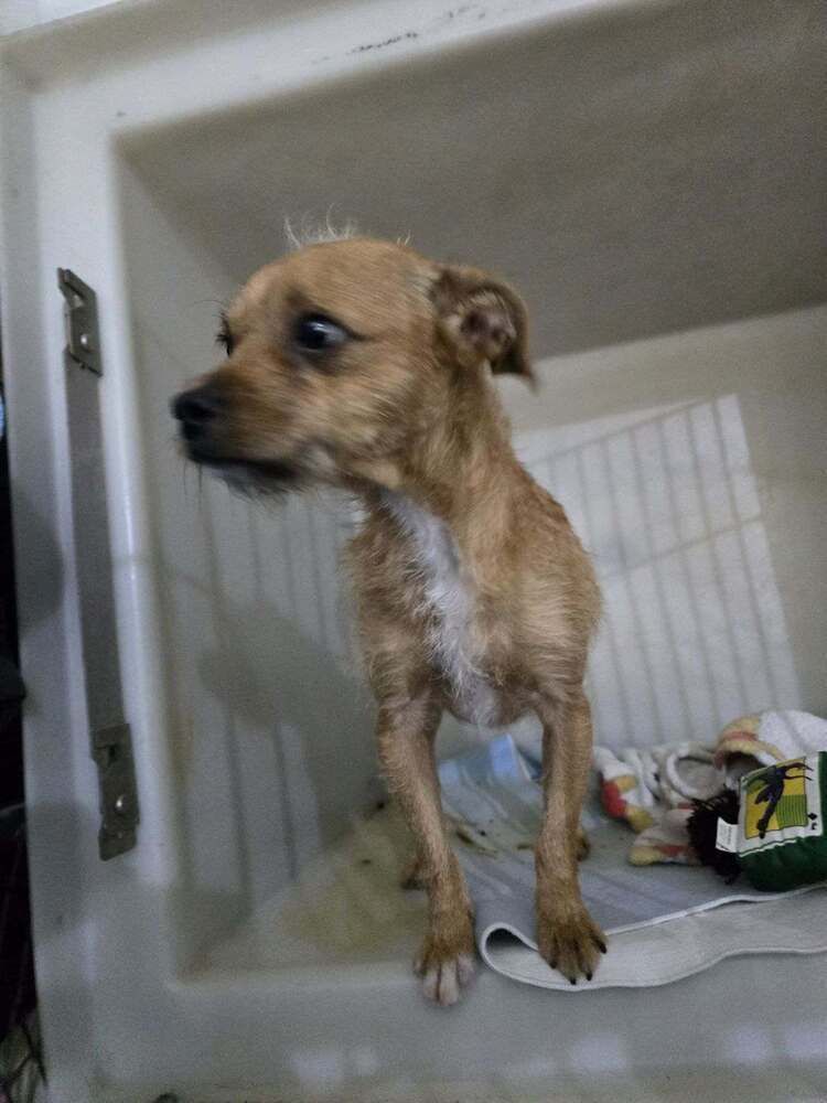 Dan- 7 pound Terrier