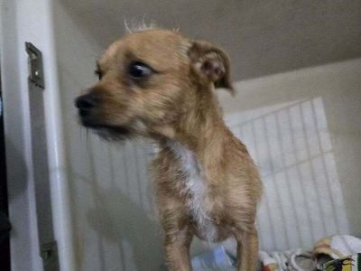 Dan- 7 pound Terrier