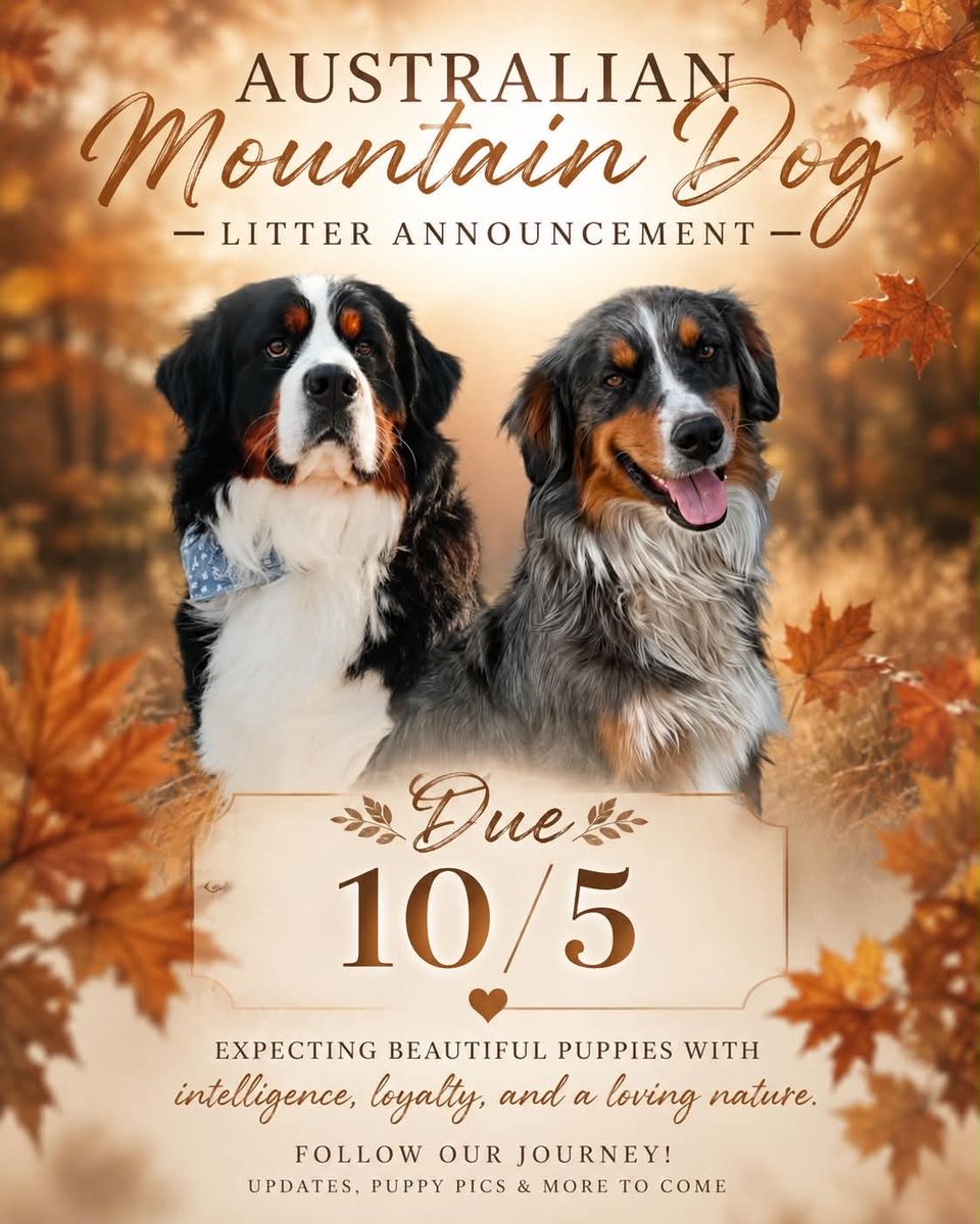 EXPECTING AUSTRALIAN MT DOGS!!!