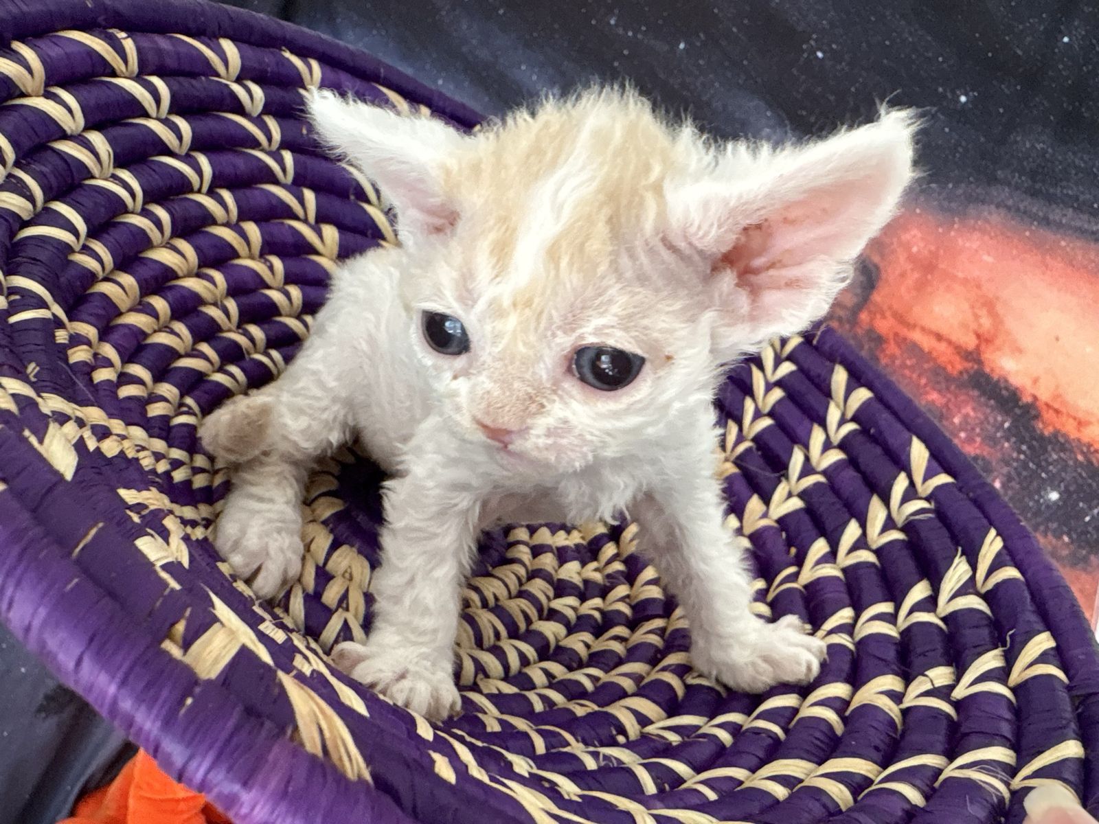 Devon Rex Kittens
