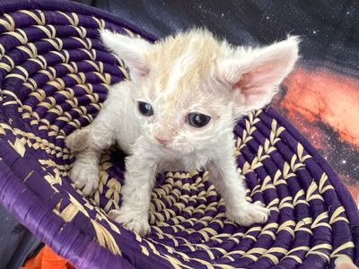 Devon Rex Kittens