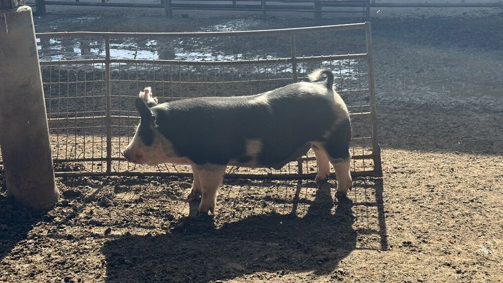Pigs Ready For Market