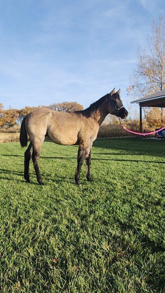 2025 AQHA Grulla Filly