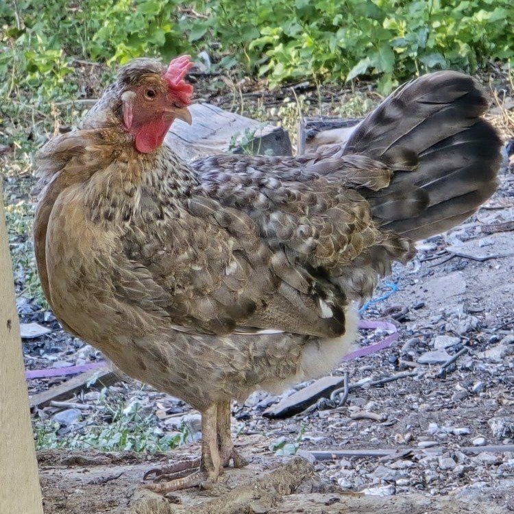Cream Legbar Hen