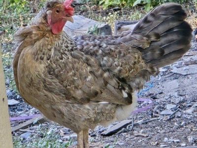 Cream Legbar Hen