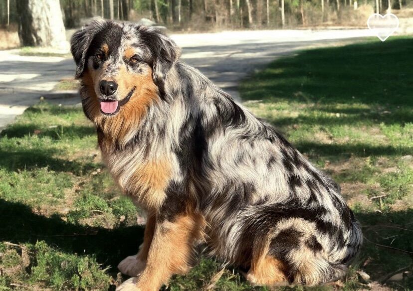 Registered Australian Shepherd Stud Dog