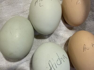 Aloha Chicken Fertile Eggs