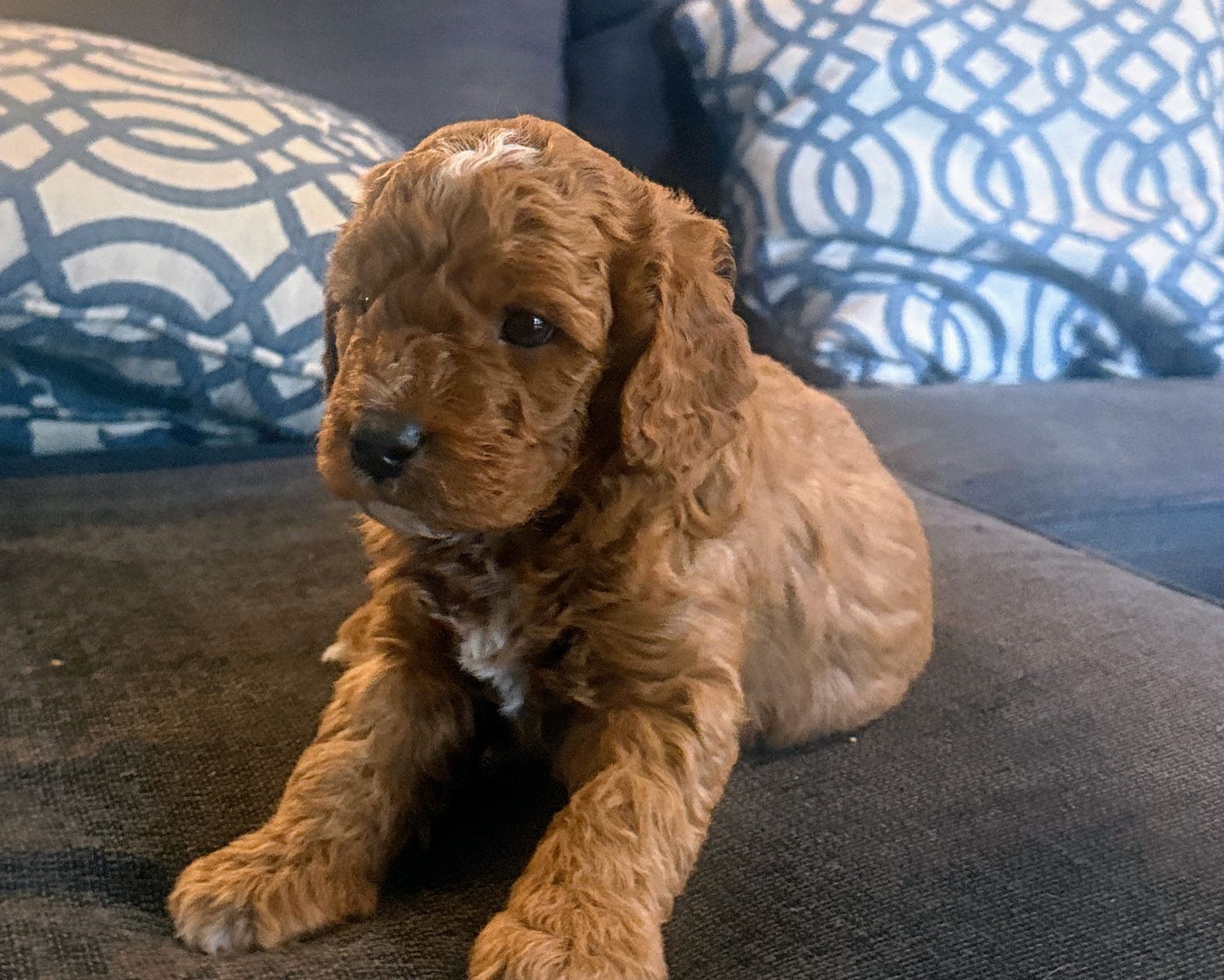 Mini Aussidoodle Puppy, 5 puppies available, Doodle