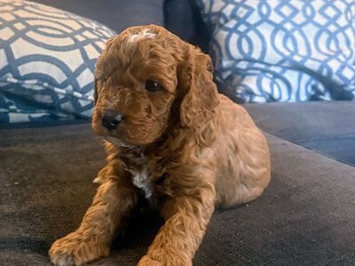Mini Aussidoodle Puppy, 5 puppies available, Doodle