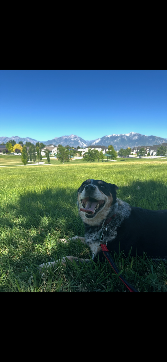 Australian Shepard/Blue Heeler Mix - Free