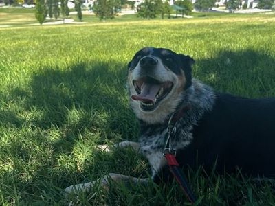 Australian Shepard/Blue Heeler Mix - Free